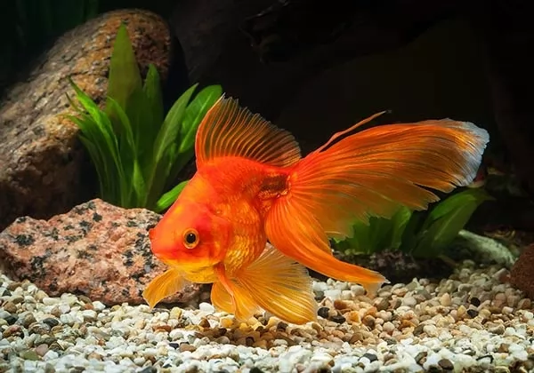 السمكة الذهبية الجميلة