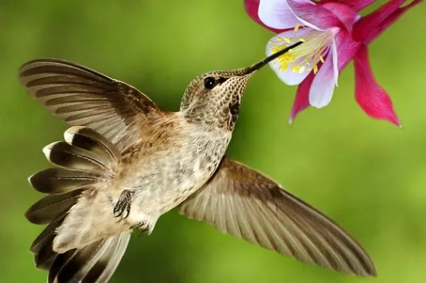 الطائر الطنان يتغذى على رحيق الازهار