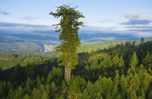 شجرة هايبريون من اكبر الاشجارفى العالم