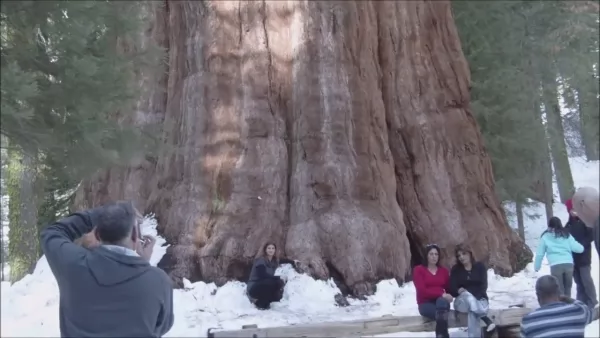  شجرة كرانيل كريك من اكبر الاشجار فى العالم