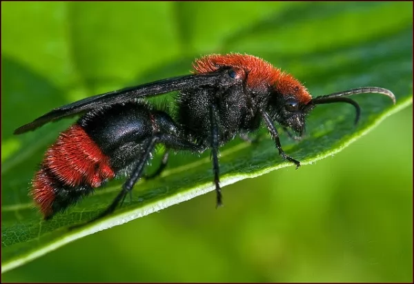 النملة الرصاصة من اخطر الحشرات فى العالم