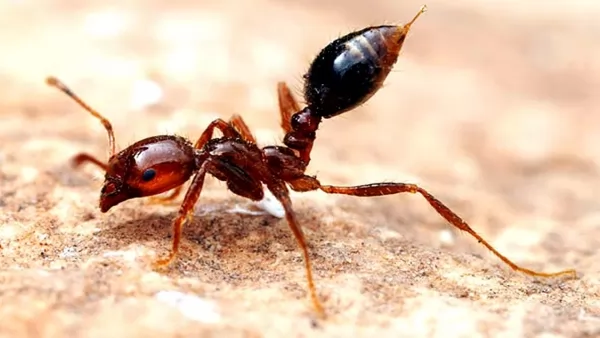 النمل النارى من اخطر الحشرات في العالم