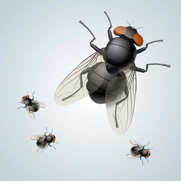 ذبابة تسى تسى من اخطر الحشرات فى العالم