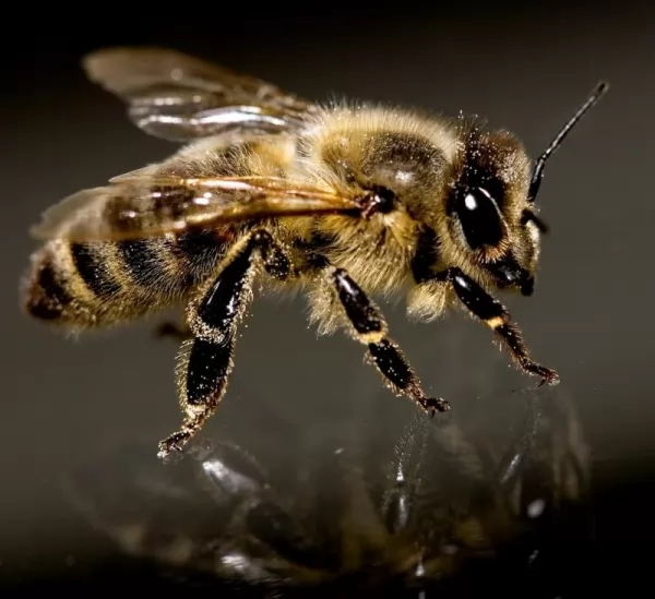 النحل القاتل من اخطر الحشرات فى العالم