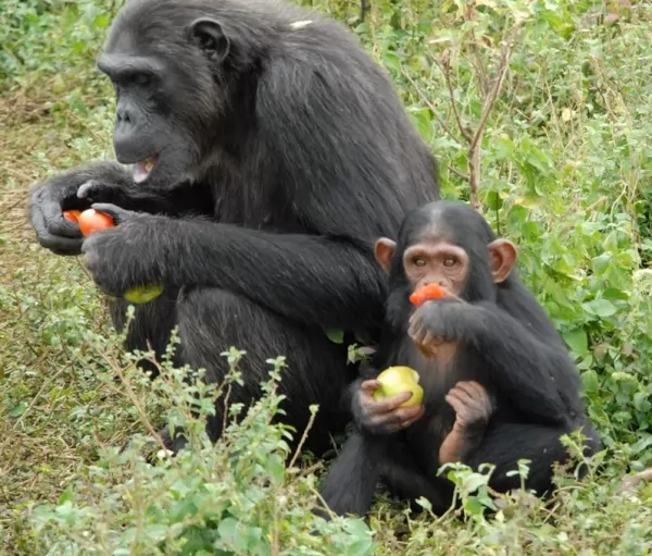قرود الشمبانزي