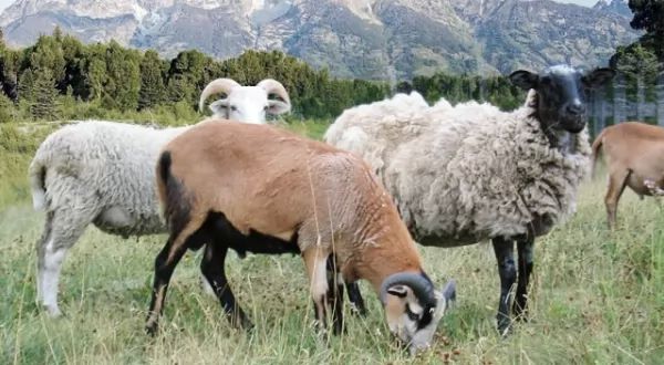 sheep-vs-goats_1129_3_1533425111.jpg