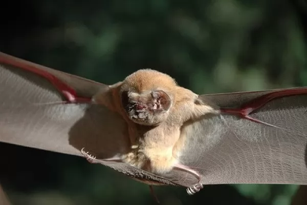 الخفافيش ذات الوجه الشبح