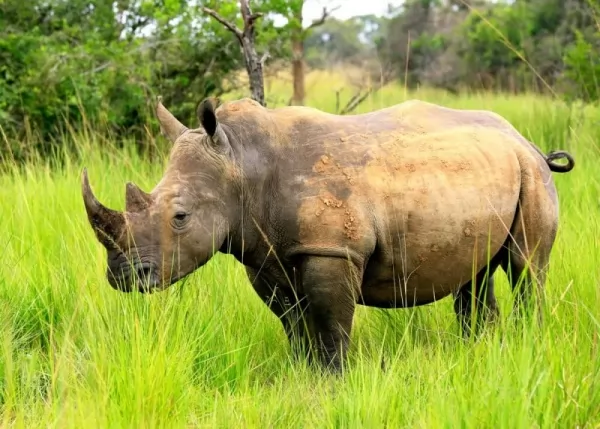 وحيد القرن الأبيض الجنوبي