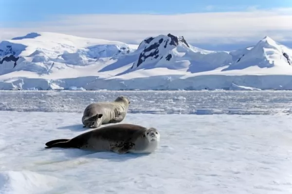 الفقمات من الحيوانات التي تعيش في الغطاء الجليدي