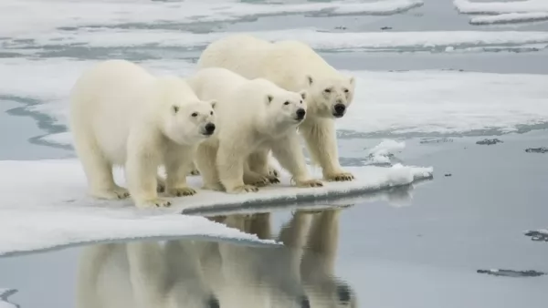 الدببة القطبية من الحيوانات التي تعيش في الغطاء الجليدي