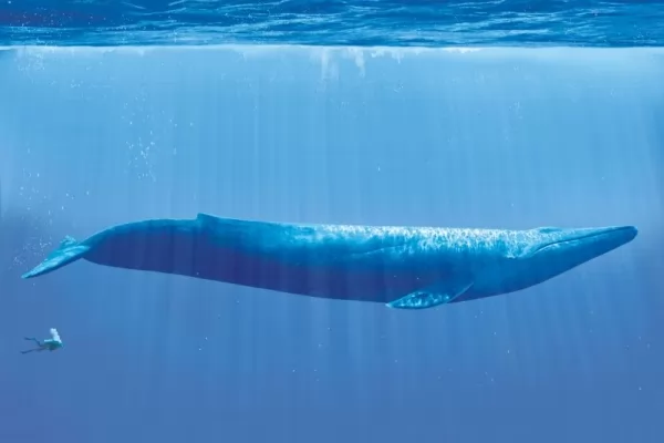 الحوت الأزرق من أكبر الثدييات آكلة اللحوم