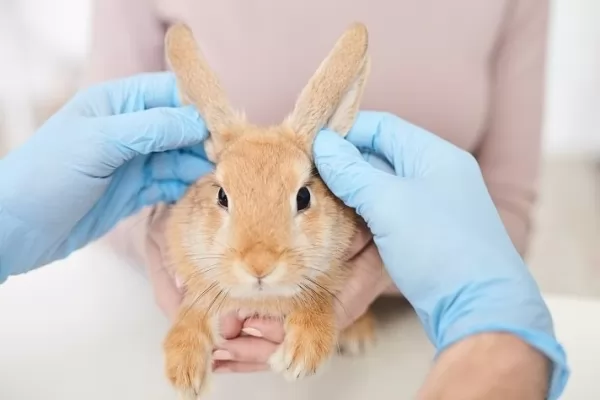 العدوى من أهم أمراض الأرانب الجلدية