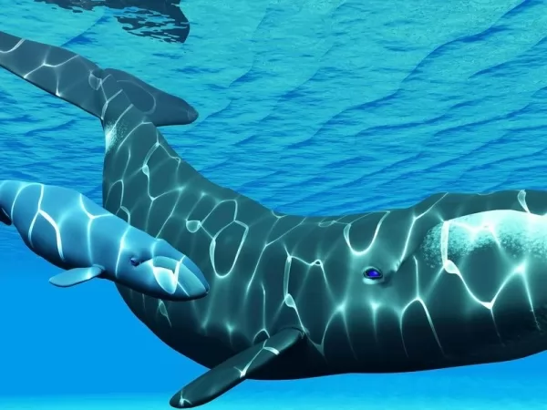 الحوت مقوس الرأس من أطول الحيوانات عمرا