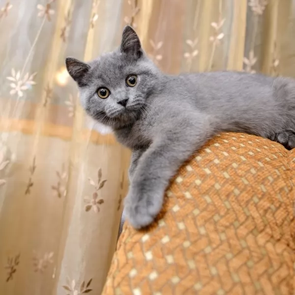 russian-blue-cat_141
