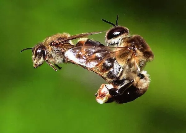 النحل من الحيوانات الأكثر غرابة في فن التكاثر