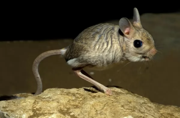 الجربوع من أصغر الثدييات في العالم