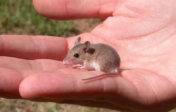الفأر القزم الأفريقي من أصغر الثدييات في العالم