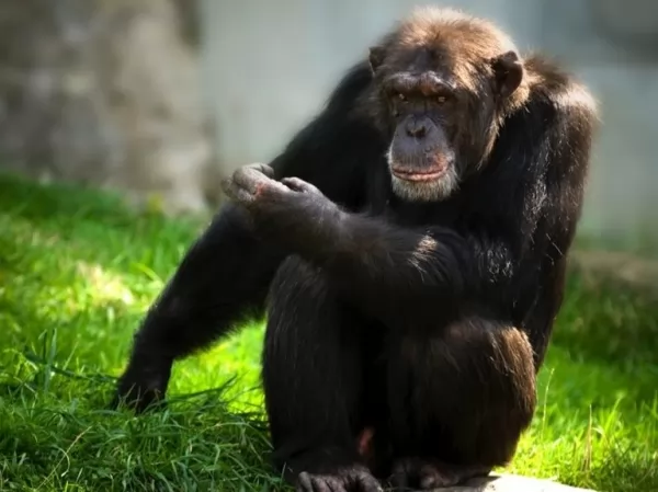 الشمبانزي