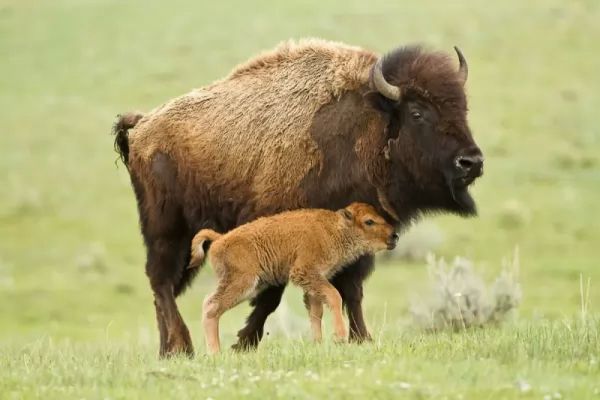 bison-facts_1538_4_1558879888.jpg