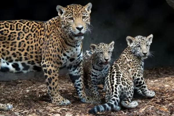 jaguars-facts_1523_3_1557786435.jpg