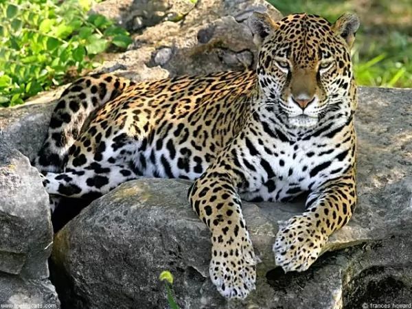 jaguars-facts_1523_5_1557786437.jpg