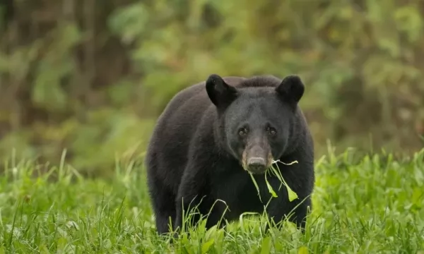 الدب الأسود