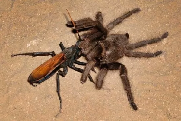 الحشرات أخطر الحيوانات السامة في العالم