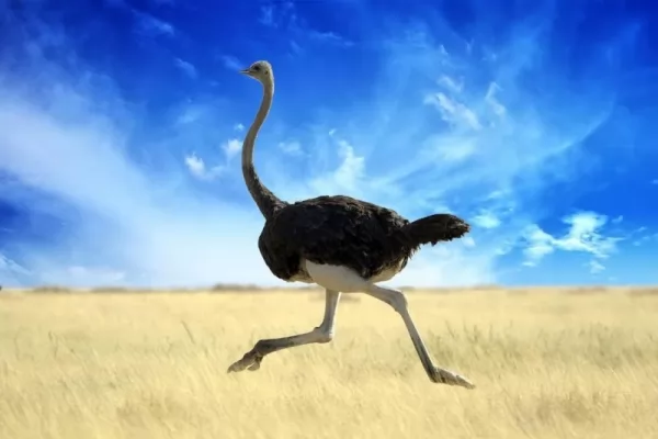النعام أكبر الكائنات الحية من الطيور التي لا تطير