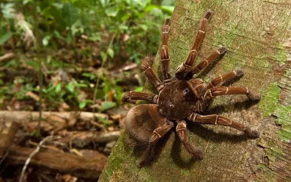 عنكبوت جالوت أكبر الكائنات الحية من العناكب