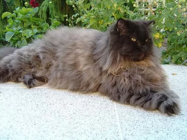 القط الفارسي طويل الشعر من أفضل سلالات القطط