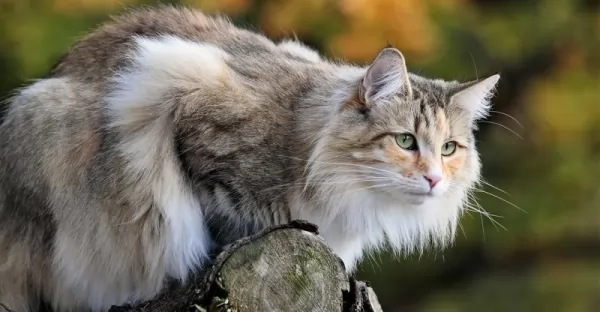 قط الغابات النرويجي من أفضل سلالات القطط