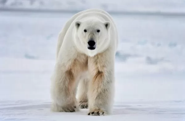 الدب القطبي من أخطر الحيوانات