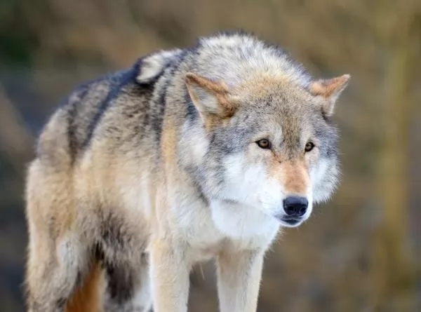 الذئب الأوراسي من أخطر الحيوانات