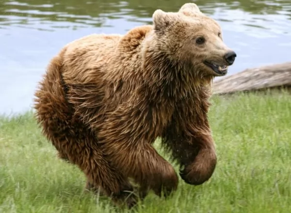 الدب البني من أخطر الحيوانات