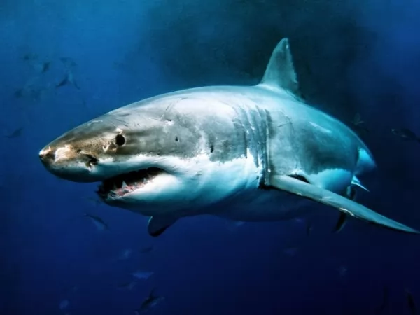 القرش الأبيض الكبير من أخطر الحيوانات