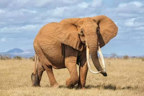  african-elephant-fac