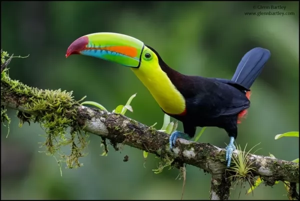 طائر الطوقان ذو المنقار الملون من حيوانات الأمازون