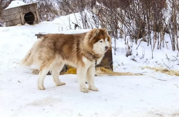 كلب مالموت ألاسكا