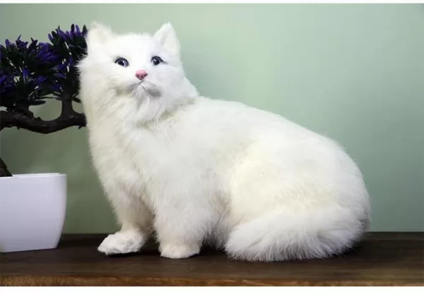 القط الفارسي من سلالات القطط البيضاء