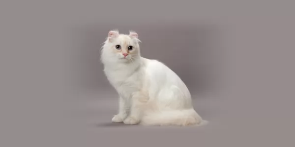 القط الأمريكي ملتف الأذن من سلالات القطط البيضاء