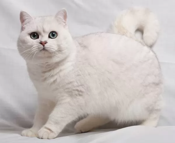 القط البريطاني قصير الشعر من سلالات القطط البيضاء