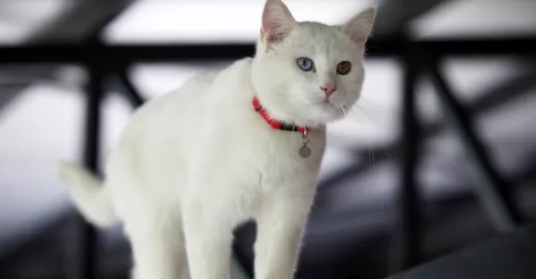 قط فان التركي من سلالات القطط البيضاء