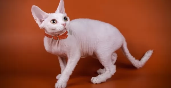 قط ديفون ريكس من سلالات القطط البيضاء
