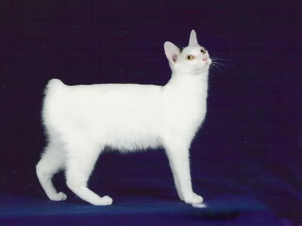 القط الياباني قصير الذيل من سلالات القطط البيضاء