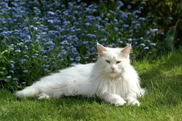 قط ماين كون من سلالات القطط البيضاء