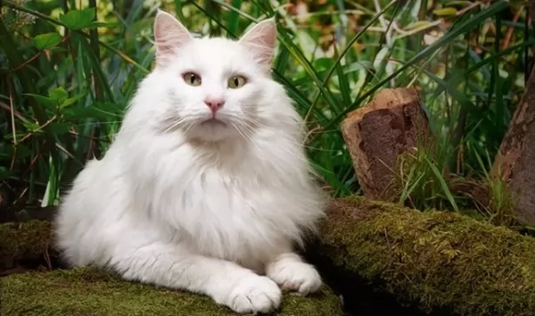 قط الغابات النرويجي من سلالات القطط البيضاء