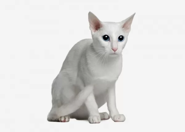 القط الشرقي من سلالات القطط البيضاء