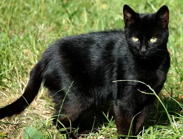 [صورة: black-cat-breeds_1905_3_1593449202.webp]