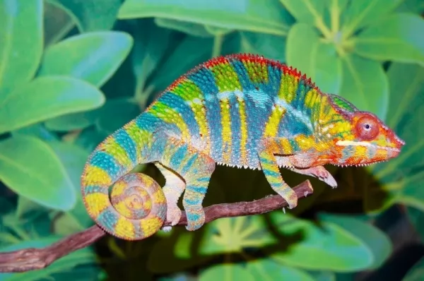 من أجمل الحيوانات الملونة في العالم Most-psychedelic-creatures_2152_1_1631321177