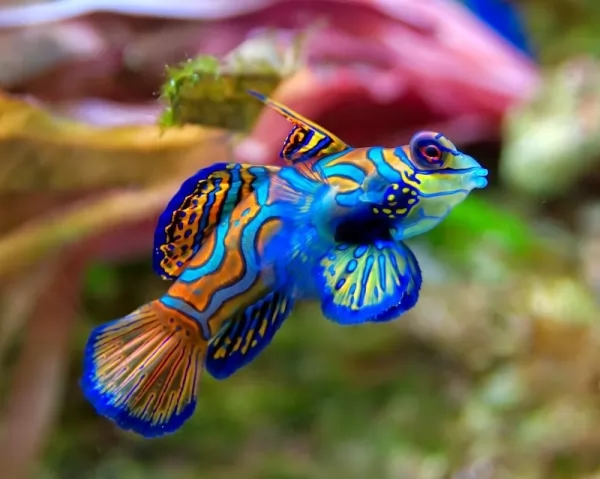 من أجمل الحيوانات الملونة في العالم Most-psychedelic-creatures_2152_1_1631321371